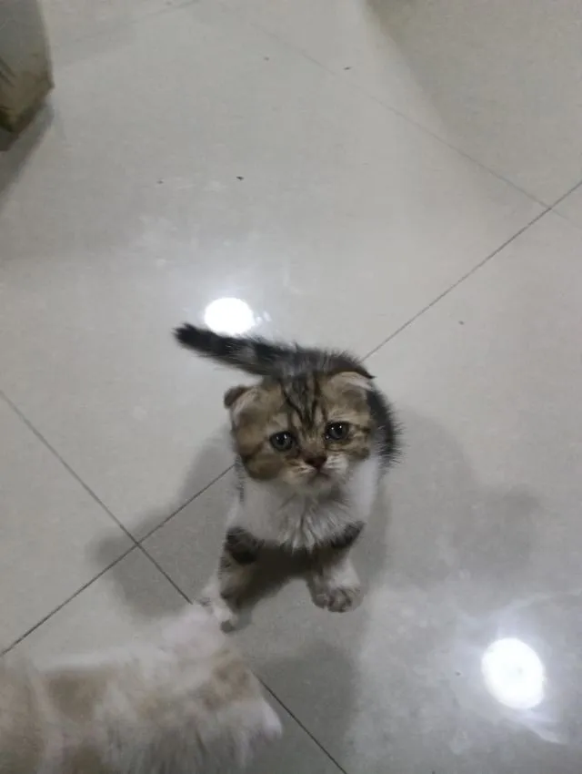 หาบ้านให้น้องค่าเพศ..ญ..วัยกำลังน่ารักน้องอายุ1เดือน50วันสนใจทักสก็อตแท้หูพับสนใจทักไลน์มาคุยนะค่าบ