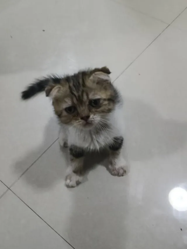 หาบ้านให้น้องค่าเพศ..ญ..วัยกำลังน่ารักน้องอายุ1เดือน50วันสนใจทักสก็อตแท้หูพับสนใจทักไลน์มาคุยนะค่าบ