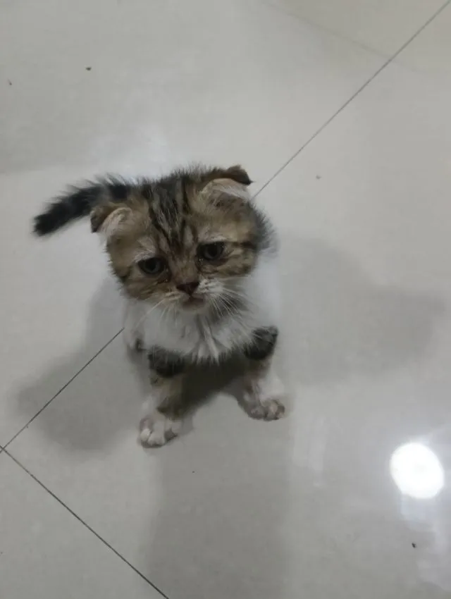 หาบ้านให้น้องค่าเพศ..ญ..วัยกำลังน่ารักน้องอายุ1เดือน50วันสนใจทักสก็อตแท้หูพับสนใจทักไลน์มาคุยนะค่าบ