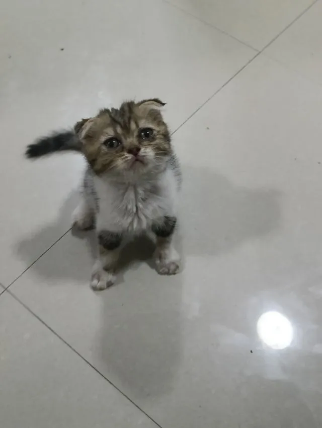 หาบ้านให้น้องค่าเพศ..ญ..วัยกำลังน่ารักน้องอายุ1เดือน50วันสนใจทักสก็อตแท้หูพับสนใจทักไลน์มาคุยนะค่าบ