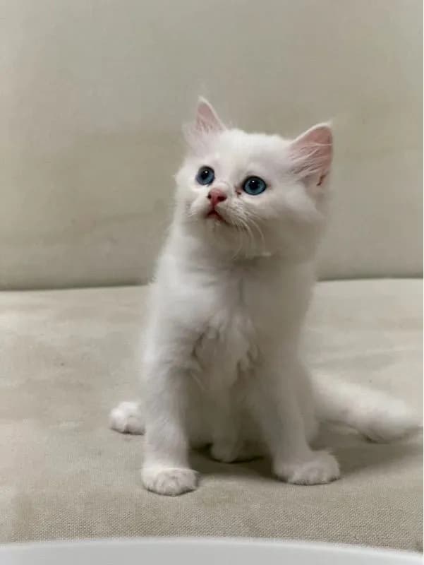 เปอร์เซีย