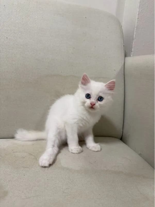 เปอร์เซีย