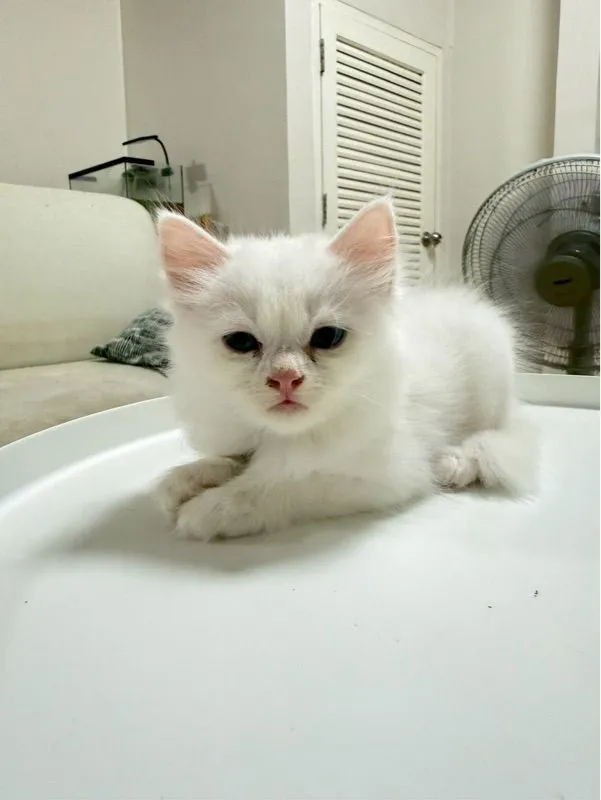 เปอร์เซีย