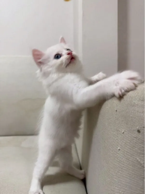 เปอร์เซีย