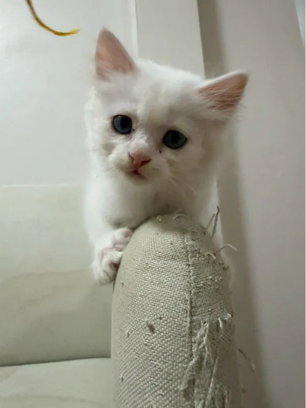 เปอร์เซีย