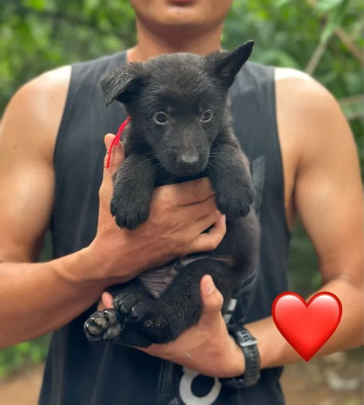 สุนัข