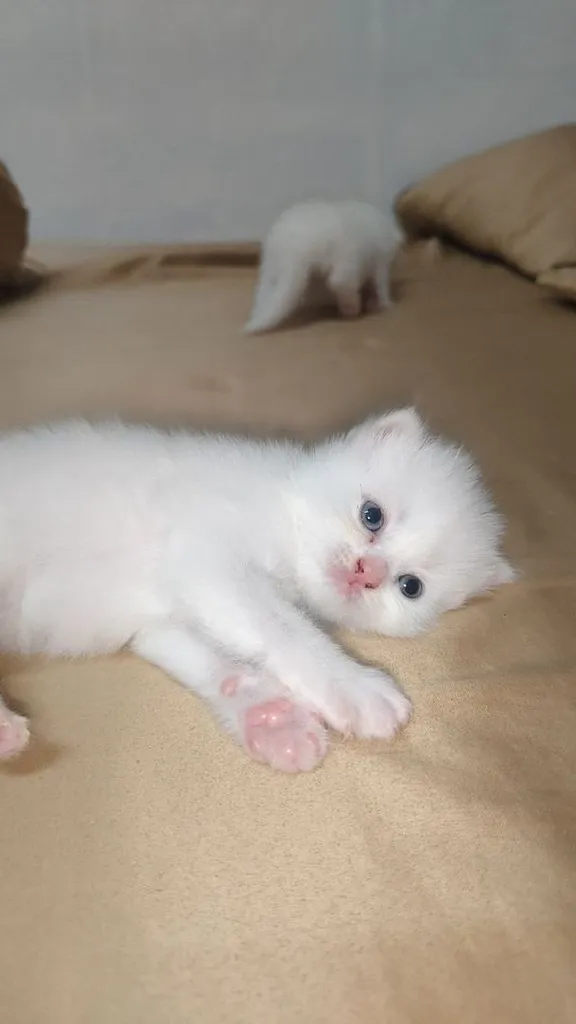 แมว