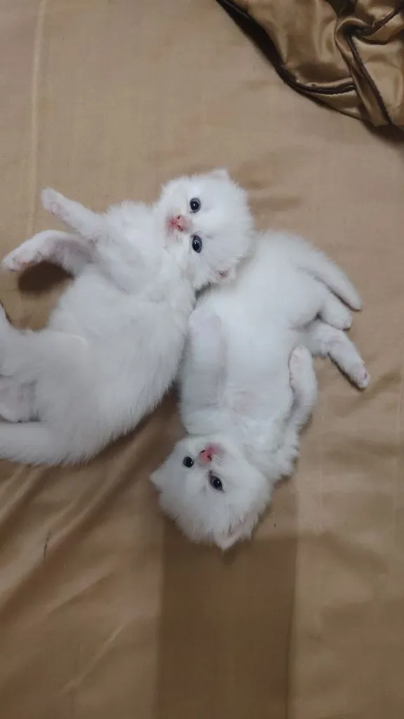 แมว
