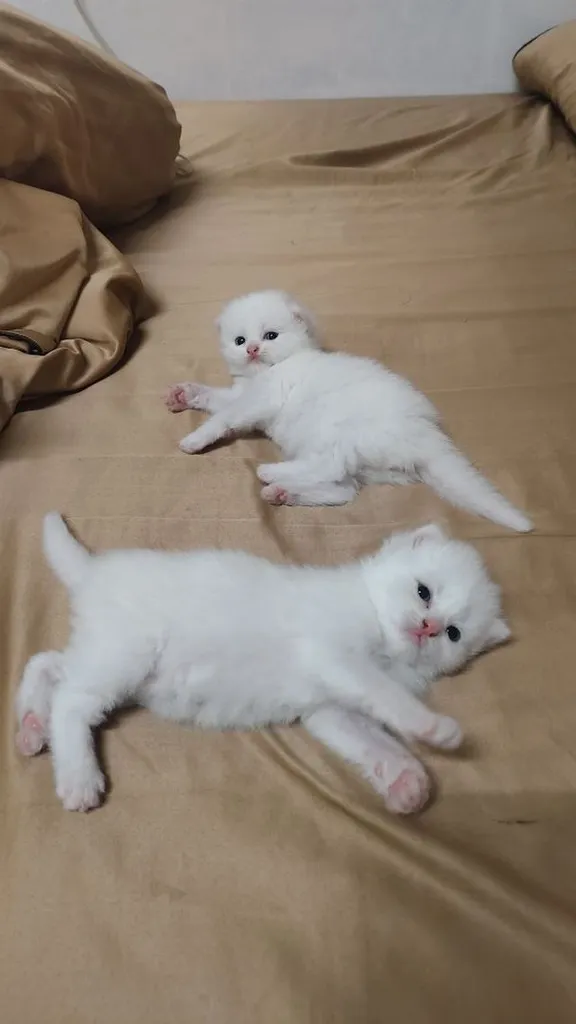 แมว