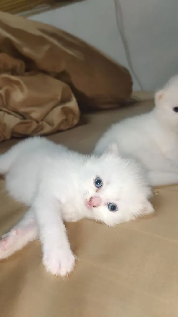 แมว