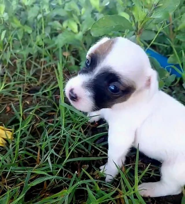 แจ๊ครัสเซลแท้ น้องผู้หญิง 2 ตัว ตาแพนด้าสองข้าง และตาแพนด้าหนึ่งข้างราคาแบ่งปันนะจ๊ะแอดไลน์สอบถามได้จ้า