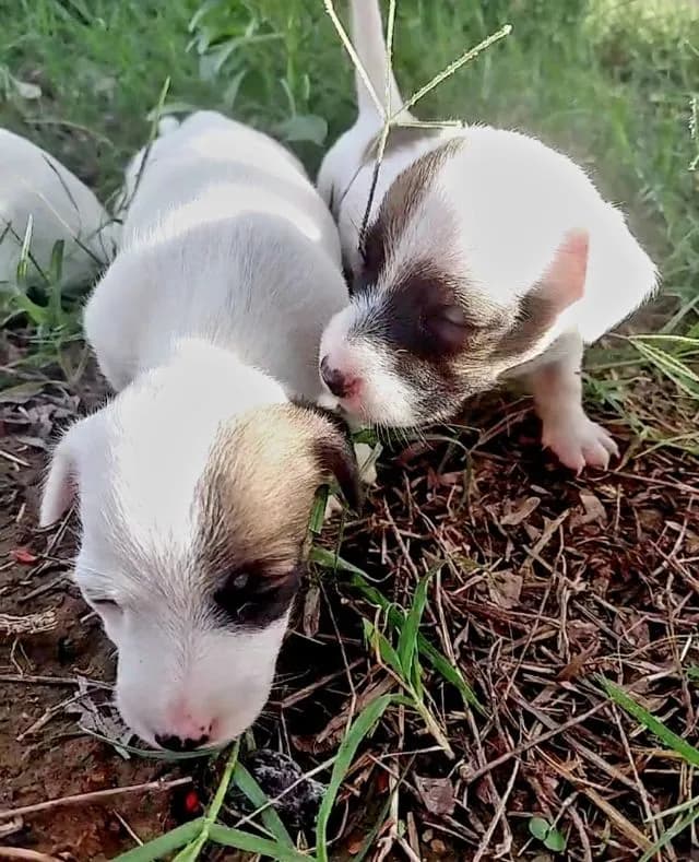 แจ๊ครัสเซลแท้ น้องผู้หญิง 2 ตัว ตาแพนด้าสองข้าง และตาแพนด้าหนึ่งข้างราคาแบ่งปันนะจ๊ะแอดไลน์สอบถามได้จ้า