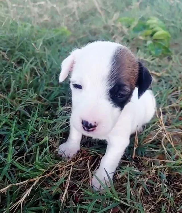 แจ๊ครัสเซลแท้ น้องผู้หญิง 2 ตัว ตาแพนด้าสองข้าง และตาแพนด้าหนึ่งข้างราคาแบ่งปันนะจ๊ะแอดไลน์สอบถามได้จ้า