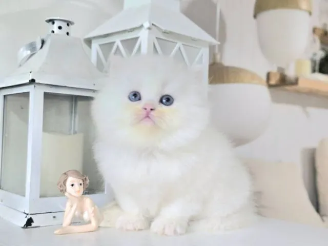 น้องแมวเปอเชียเพศเมียอายุ1เดือน24วันอ้วนแข็งแรง สนทักไลน์fern262935