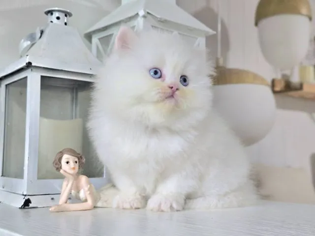น้องแมวเปอเชียเพศเมียอายุ1เดือน24วันอ้วนแข็งแรง สนทักไลน์fern262935