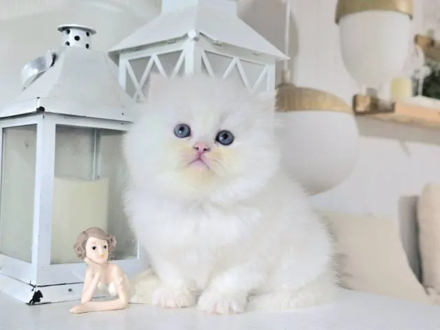 น้องแมวเปอเชียเพศเมียอายุ1เดือน24วันอ้วนแข็งแรง สนทักไลน์fern262935