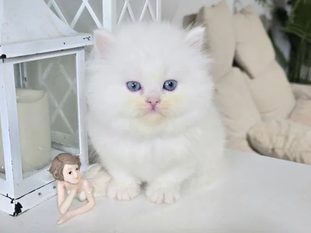 น้องแมวเปอเชียเพศเมียอายุ1เดือน24วันอ้วนแข็งแรง สนทักไลน์fern262935