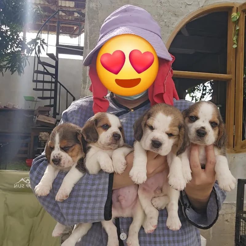 ลูกสุนัขบีเกิ้ลแท้ สายเลือดดี
