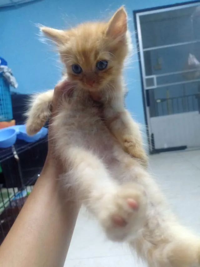 ลูกแมวเปอร์เซีย กทม.บางแค