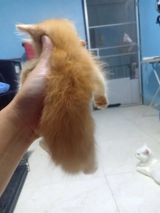 ลูกแมวเปอร์เซีย กทม.บางแค