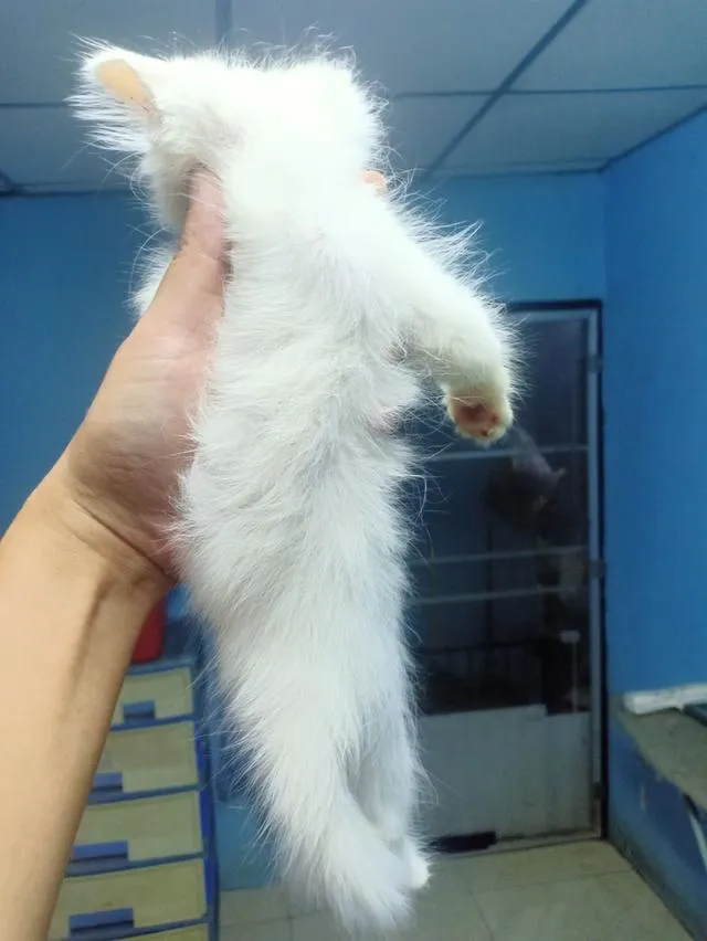 ลูกแมวเปอร์เซีย กทม.บางแค