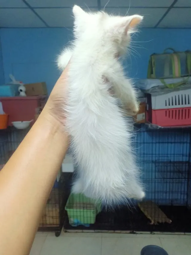 ลูกแมวเปอร์เซีย กทม.บางแค
