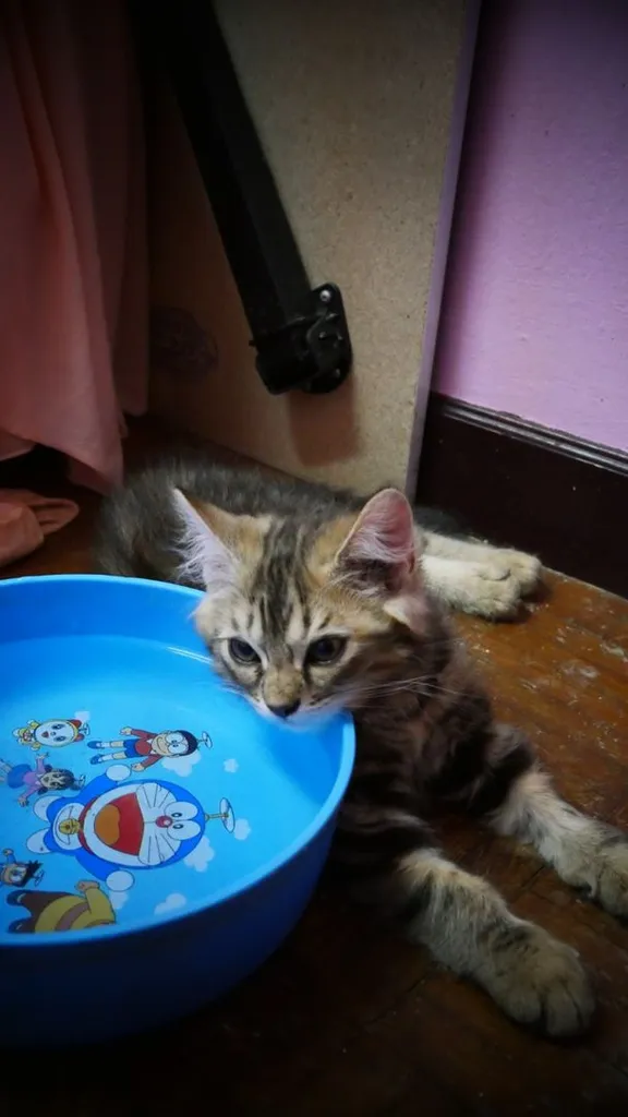 แมว - American Shorthair x Scottish Fold (4)