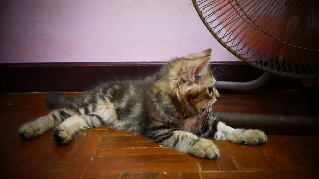 แมว - American Shorthair x Scottish Fold (4)