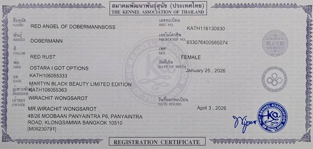 ลูกหมา Doberman Pure Bred Champion Line เพศเมีย 3 ตัว สีแดง มีใบ Pedigree Certificate วัคซีนครบ ตัดหางแล้ว Limited Edition ไม่ผสมอีกแล้ว