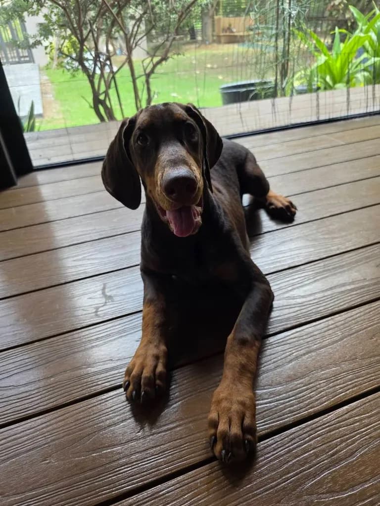 ลูกหมา Doberman Pure Bred Champion Line เพศเมีย 3 ตัว สีแดง มีใบ Pedigree Certificate วัคซีนครบ ตัดหางแล้ว Limited Edition ไม่ผสมอีกแล้ว