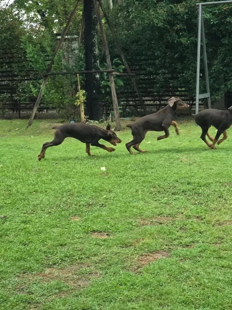 ลูกหมา Doberman Pure Bred Champion Line เพศเมีย 3 ตัว สีแดง มีใบ Pedigree Certificate วัคซีนครบ ตัดหางแล้ว Limited Edition ไม่ผสมอีกแล้ว