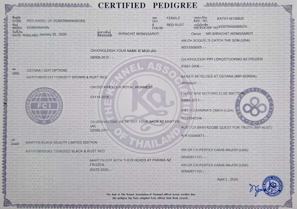 ลูกหมา Doberman Pure Bred Champion Line เพศเมีย 3 ตัว สีแดง มีใบ Pedigree Certificate วัคซีนครบ ตัดหางแล้ว Limited Edition ไม่ผสมอีกแล้ว