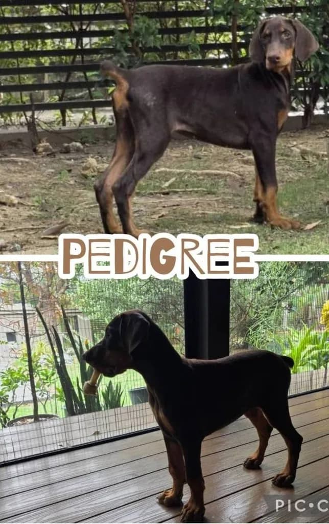 ลูกหมา Doberman Pure Bred Champion Line เพศเมีย 3 ตัว สีแดง มีใบ Pedigree Certificate วัคซีนครบ ตัดหางแล้ว Limited Edition ไม่ผสมอีกแล้ว