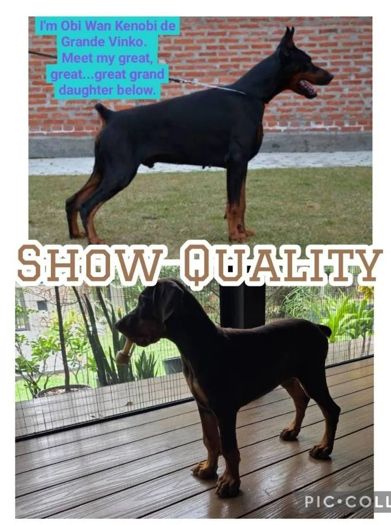 ลูกหมา Doberman Pure Bred Champion Line เพศเมีย 3 ตัว สีแดง มีใบ Pedigree Certificate วัคซีนครบ ตัดหางแล้ว Limited Edition ไม่ผสมอีกแล้ว