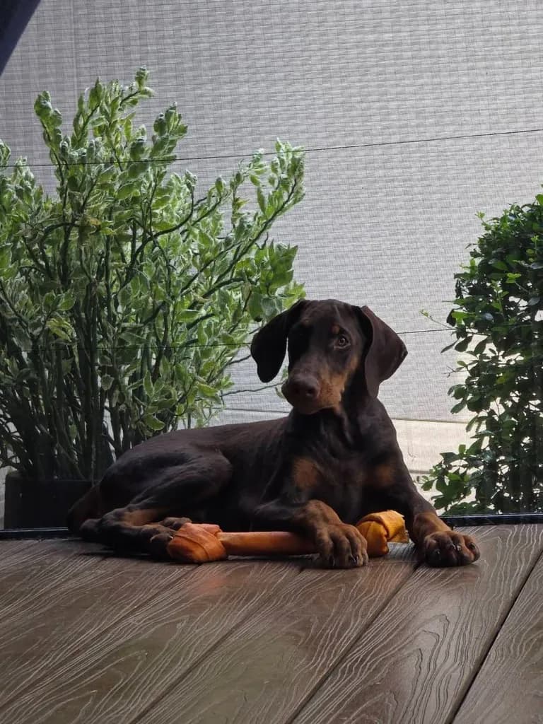 ลูกหมา Doberman Pure Bred Champion Line เพศเมีย 3 ตัว สีแดง มีใบ Pedigree Certificate วัคซีนครบ ตัดหางแล้ว Limited Edition ไม่ผสมอีกแล้ว