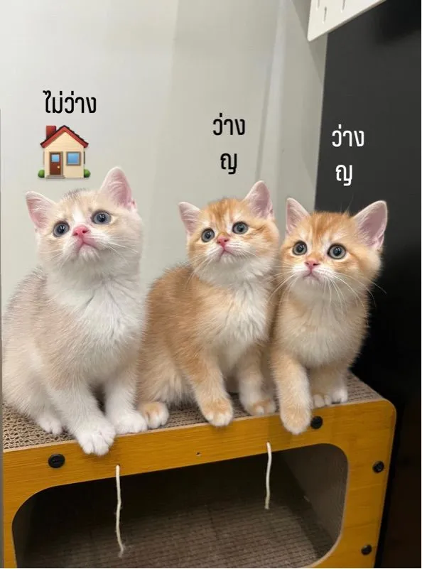 น้องแมว บริติช ช็อตแฮร์