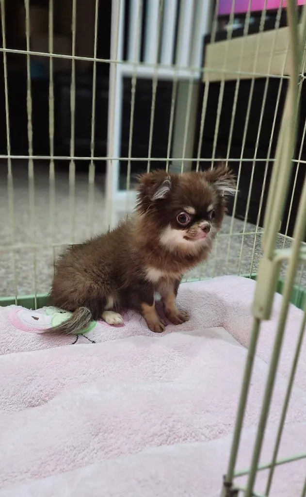 ชิวาวาแท้ขนยาว หน้าตาน่ารัก