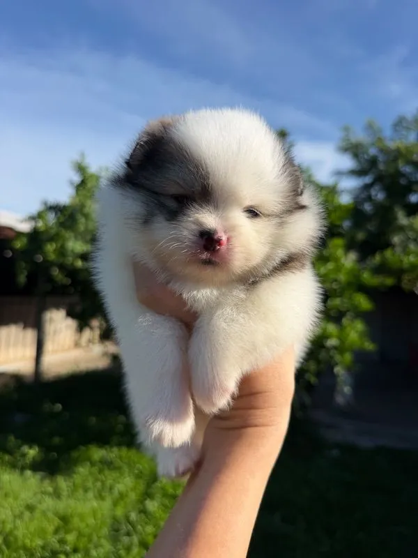 ลูกสุนัขปิม