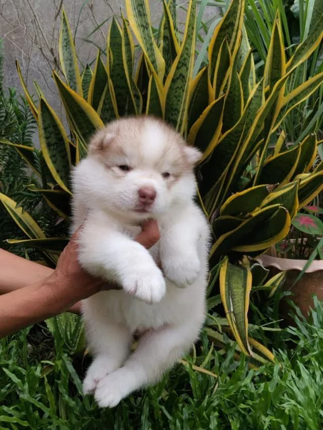 น้องหมาไซบีเรียน