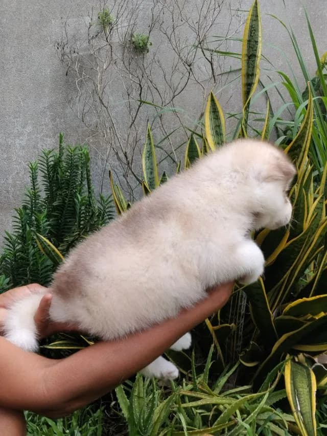 น้องหมาไซบีเรียน