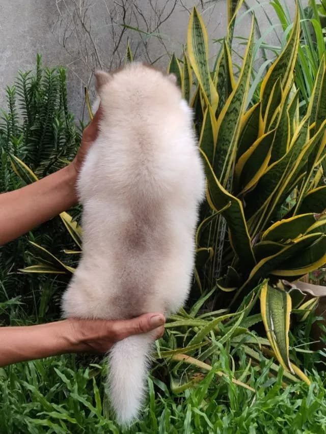 น้องหมาไซบีเรียน