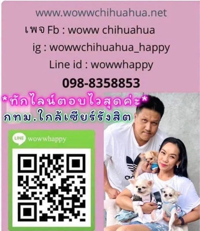 ว้าวชิวาวา ชิวาวาน่ารักกรุงเทพ มีบริการส่งรับประกันสุขภาพค่ะ