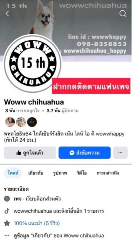 ว้าวชิวาวา ชิวาวาน่ารักกรุงเทพ มีบริการส่งรับประกันสุขภาพค่ะ