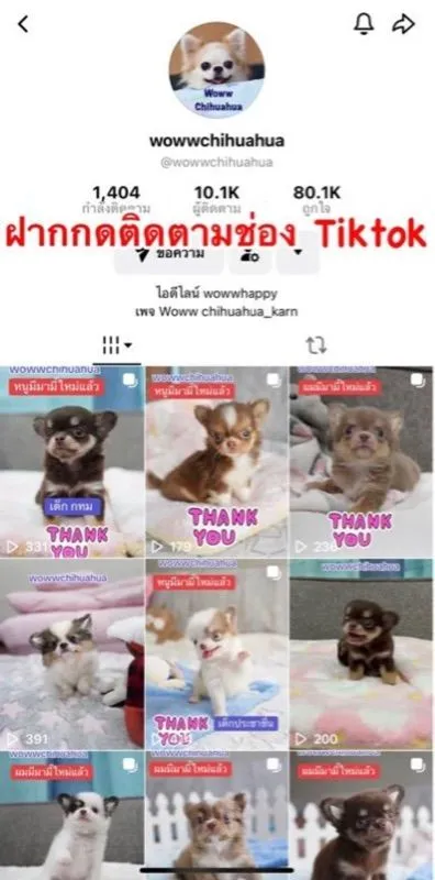 ว้าวชิวาวา ชิวาวาน่ารักกรุงเทพ มีบริการส่งรับประกันสุขภาพค่ะ