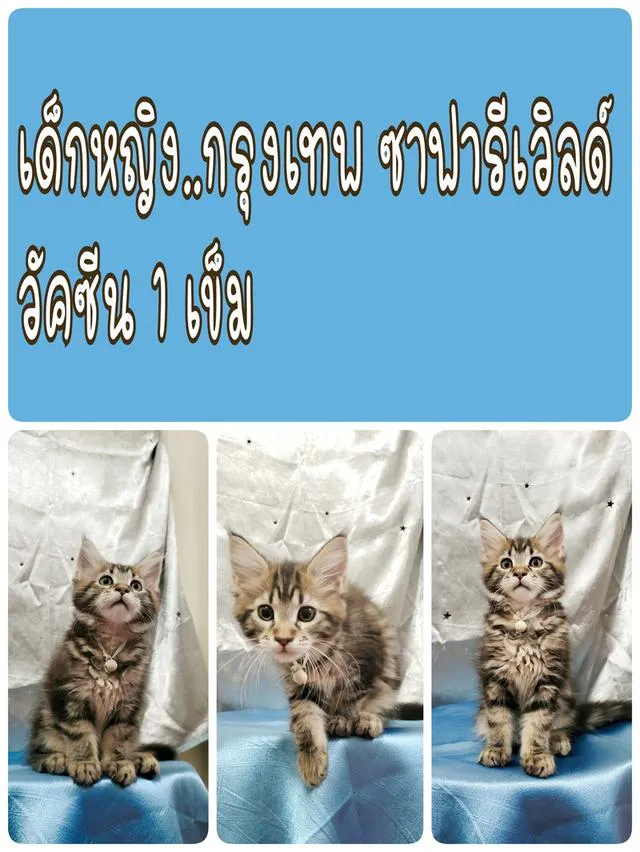 ลูกแมวเมนคูน แท้ อายุ 3 เดือน