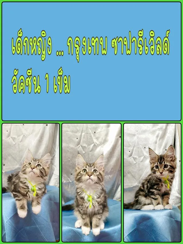 ลูกแมวเมนคูน แท้ อายุ 3 เดือน