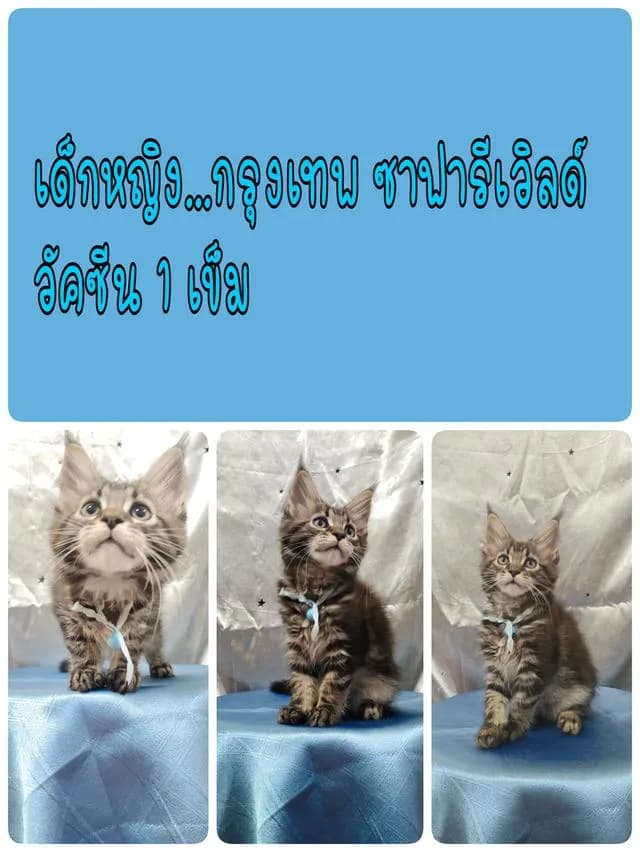 ลูกแมวเมนคูน แท้ อายุ 3 เดือน