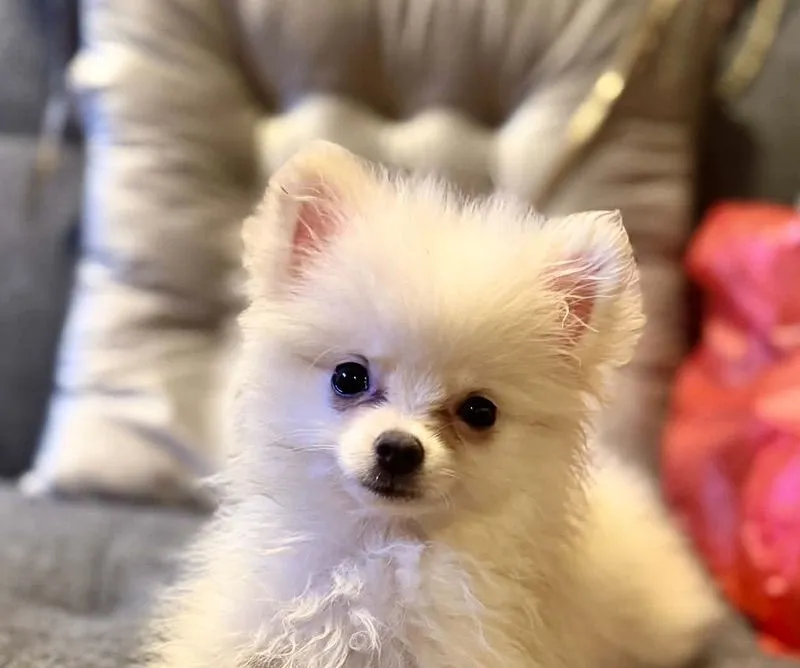 น้องปอมทีคัพ อายุ 3 เดือน ทำวัคซีนรวมแล้ว เพศผู้กับเพศเมีย น่ารกวัยกำลังซน