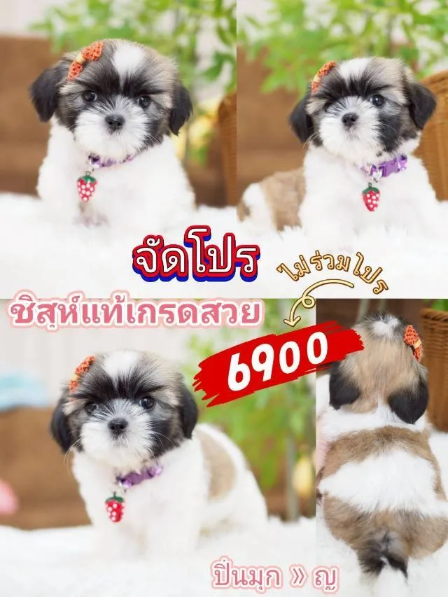 ชิสุ