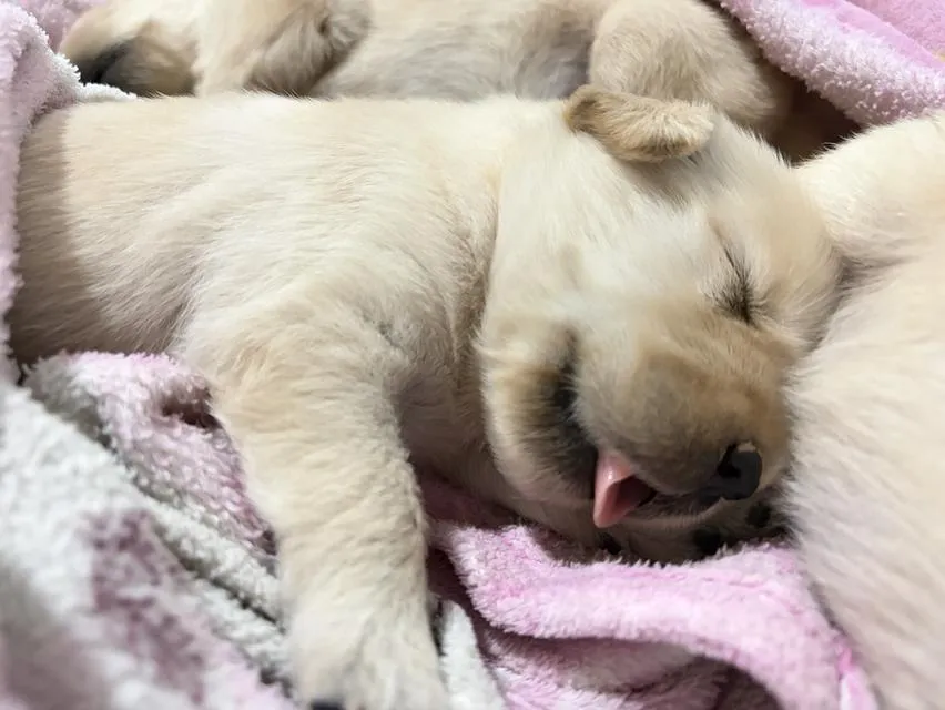 เปิดจองลูกสุนัขโกลเด้น